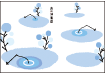 kumu2.gif