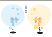 kumu3.gif